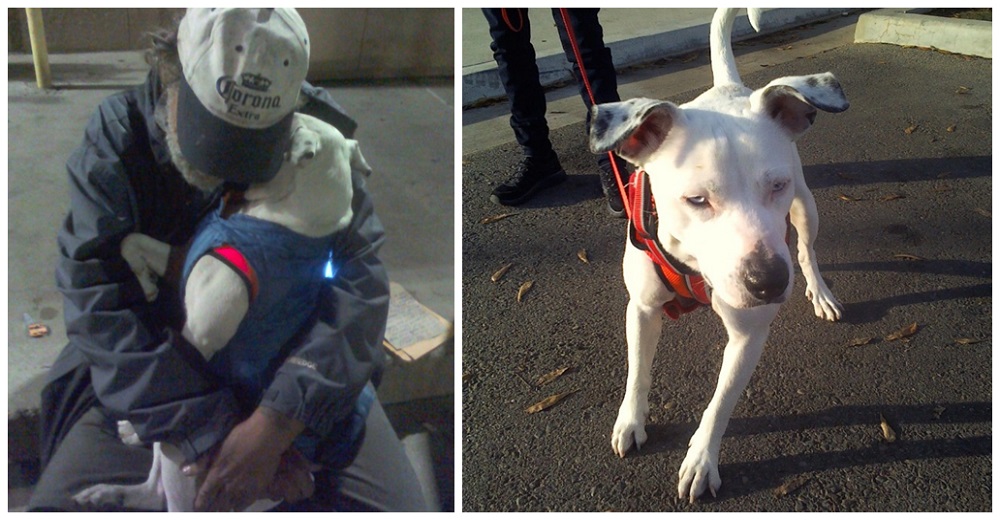 Vagabundo moribundo desconsolado suplica un último deseo para su amada perrita antes de partir