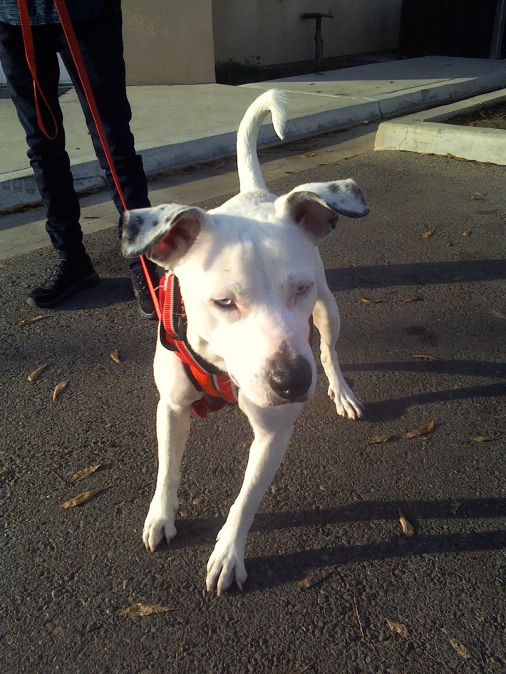 Vagabundo moribundo desconsolado suplica un último deseo para su amada perrita antes de partir