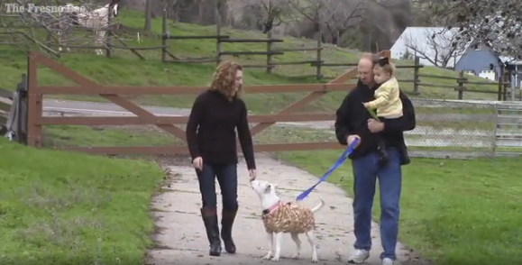 Vagabundo moribundo desconsolado suplica un último deseo para su amada perrita antes de partir