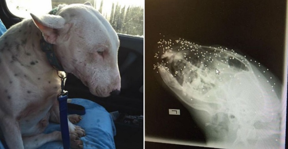 Eric, el valiente perro que sobrevivió al disparo de 50 perdigones de plomo en su cabeza Eric, el valiente perro que sobrevivió al disparo de 50 perdigones de plomo en su cabeza