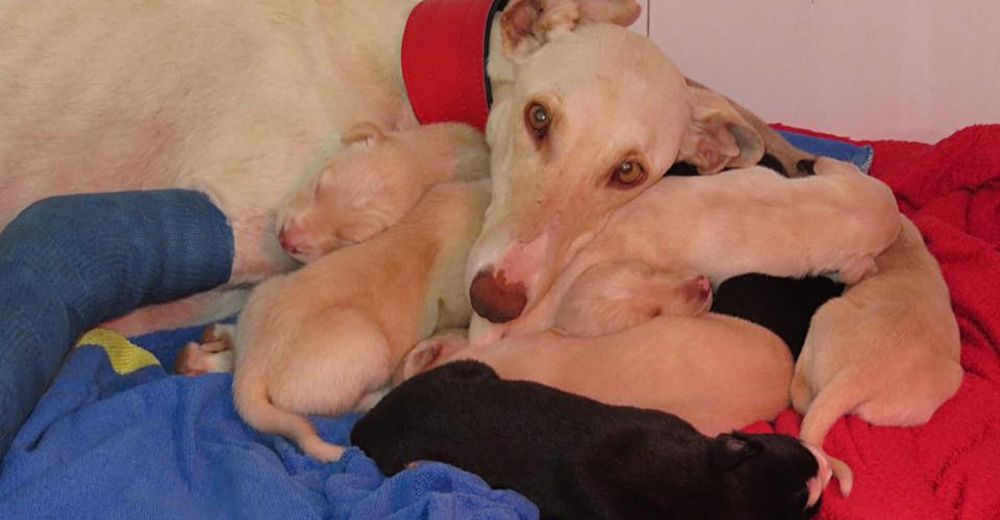 Cuando Vera fue rescatada regresó a la calle con sus héroes para buscar a sus cachorritos