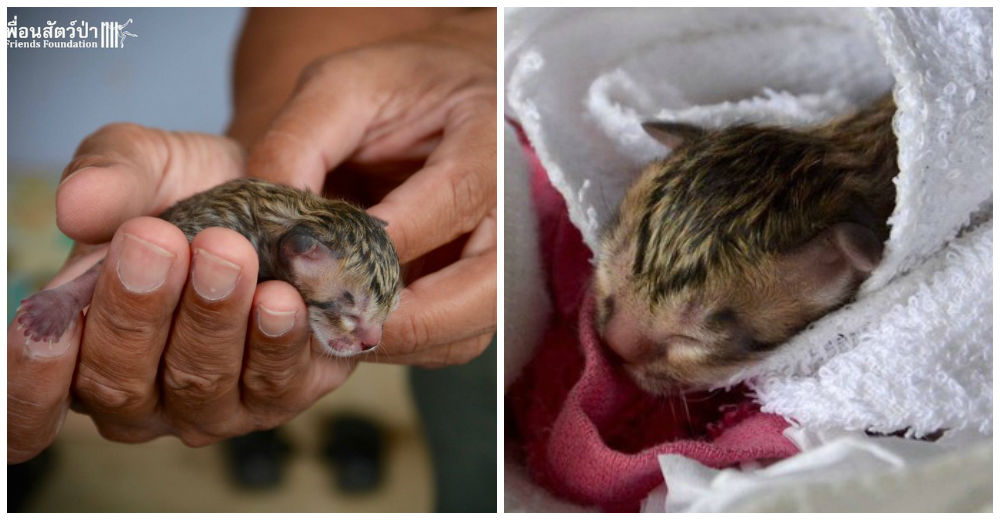 Rescatan un gatito recién nacido abandonado en la calle, sabían que no era un animal cualquiera