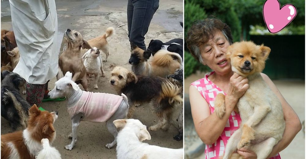 Esta mujer hace una labor grandiosa por centenares de perros rescatados de Corea del Sur