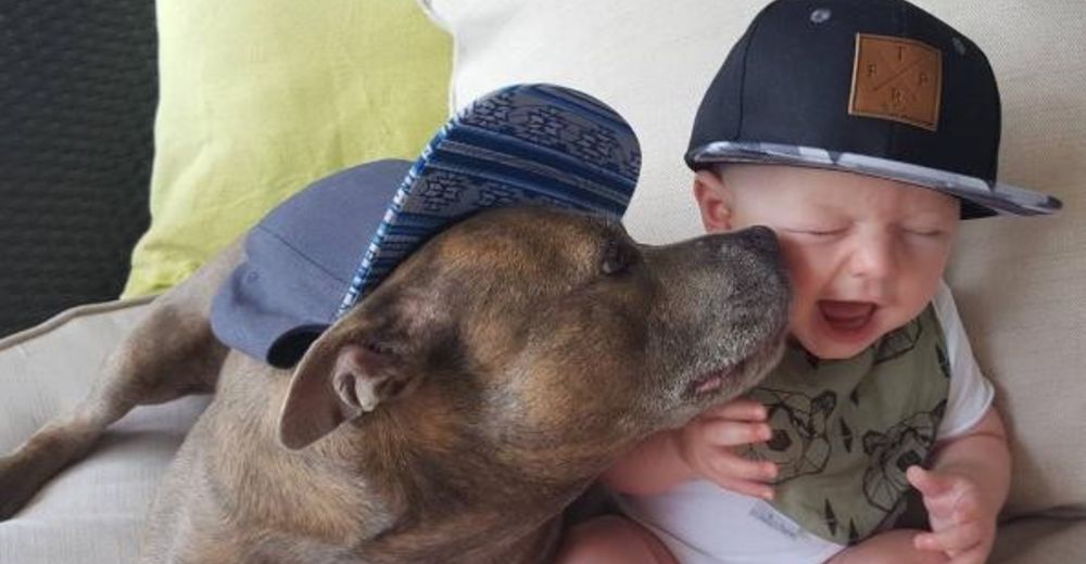 Dos perros adoptados reciben al nuevo miembro de la familia y su reacción enamora al mundo Dos perros adoptados reciben al nuevo miembro de la familia y su reacción enamora al mundo