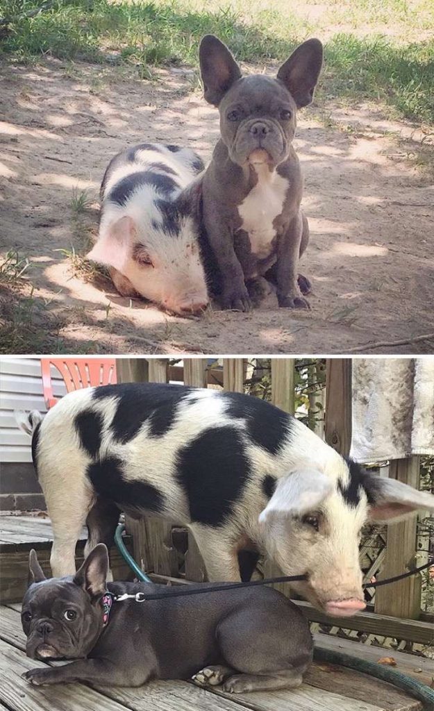 mascotas-crecimiento-antes-y-despues8