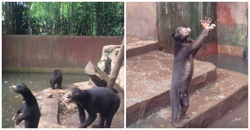 Graban a unos pobres osos de un zoo sobreviviendo en medio del hambre y la desesperación