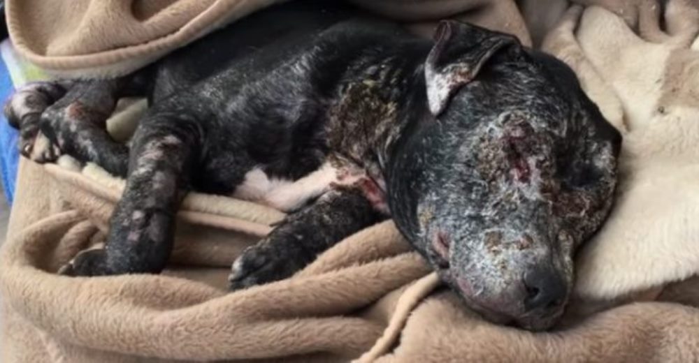 A esta pobre perrita unos desalmados la encerraron en una habitación para dejarla morir A esta pobre perrita unos desalmados la encerraron en una habitación para dejarla morir