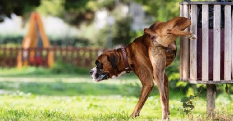 perro-orinando-postura
