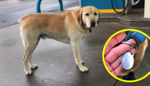 Hombre pretendía ayudar a un perro que parecía perdido pero luego leyó su collar