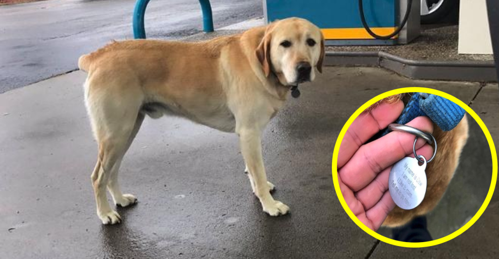 Hombre pretendía ayudar a un perro que parecía perdido pero luego leyó su collar