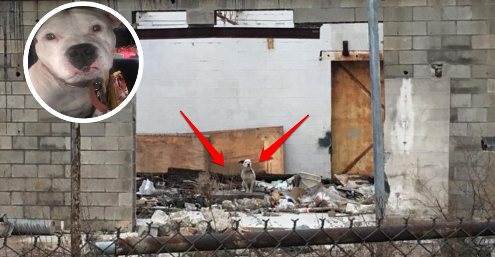 Este perrito fue abandonado en un edificio en ruinas, sabía que algún día alguien lo encontraría Este perrito fue abandonado en un edificio en ruinas, sabía que algún día alguien lo encontraría