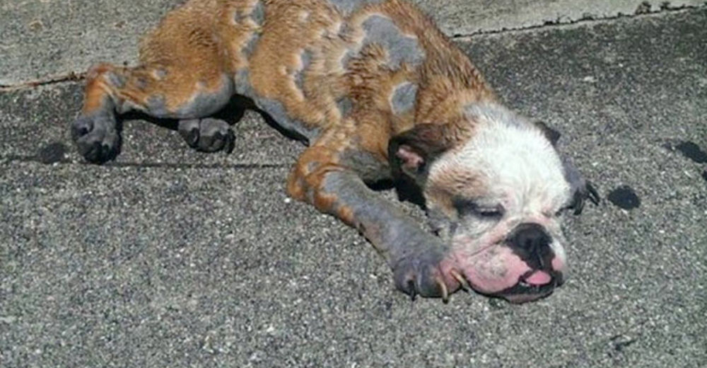A Princess la abandonaron por tener sarna, y solamente el amor pudo devolverle la vida A Princess la abandonaron por tener sarna, y solamente el amor pudo devolverle la vida