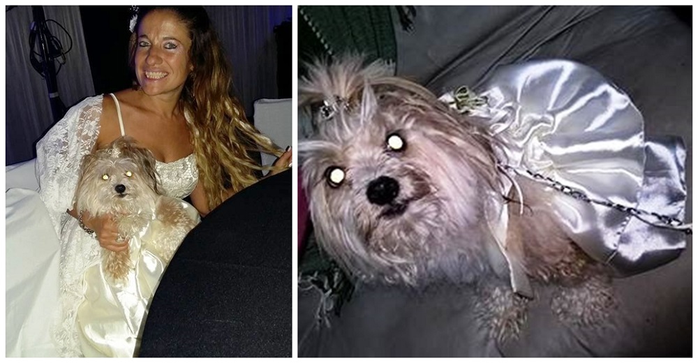 Su novio la deja plantada en el altar, y ella lo celebra con su perrita