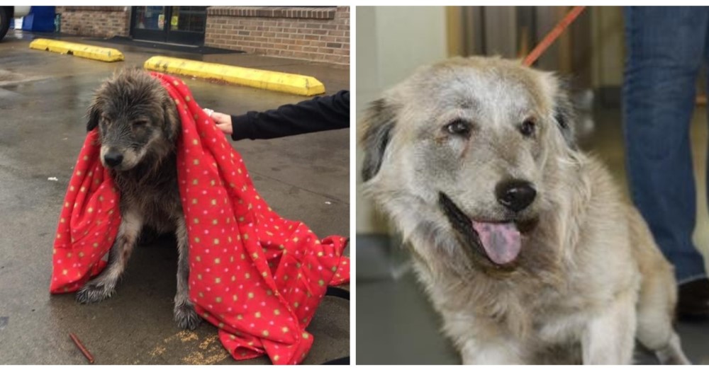 Cuando rescataron a la pobre Cassie, estaba a punto de morir congelada y así logró sobrevivir Cuando rescataron a la pobre Cassie, estaba a punto de morir congelada y así logró sobrevivir