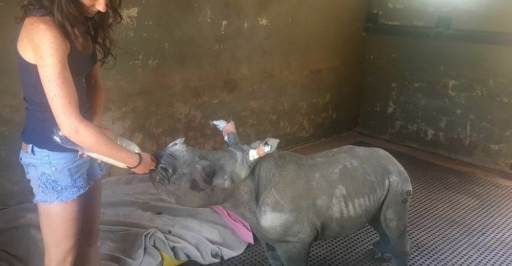 Esta bebé rinoceronte quedó huérfana por culpa de los cazadores y comía arena para sobrevivir Esta bebé rinoceronte quedó huérfana por culpa de los cazadores y comía arena para sobrevivir
