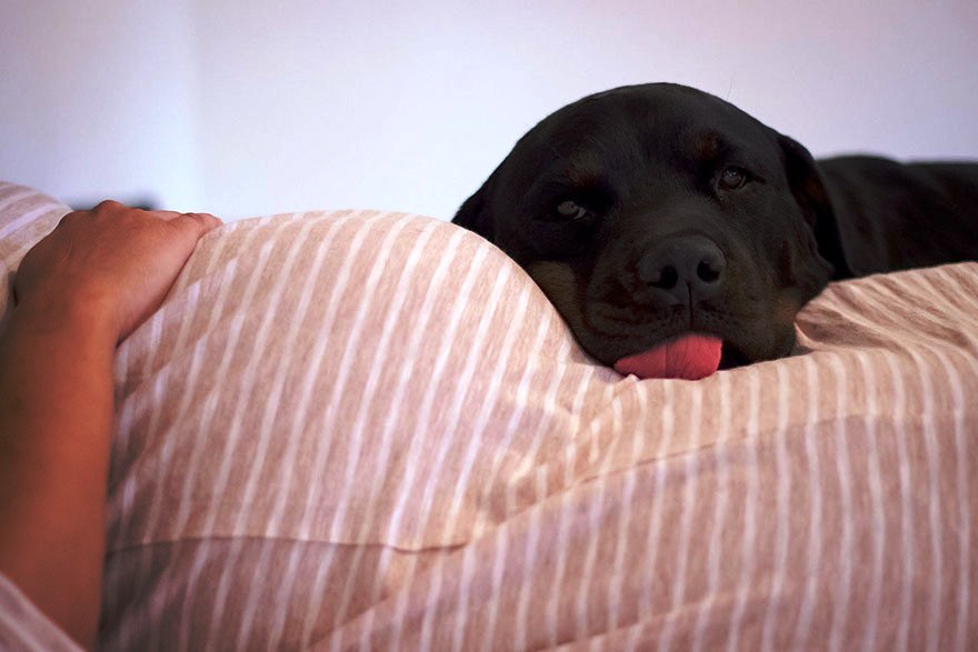 Los Perros Escuchan Al Bebe En La Panza