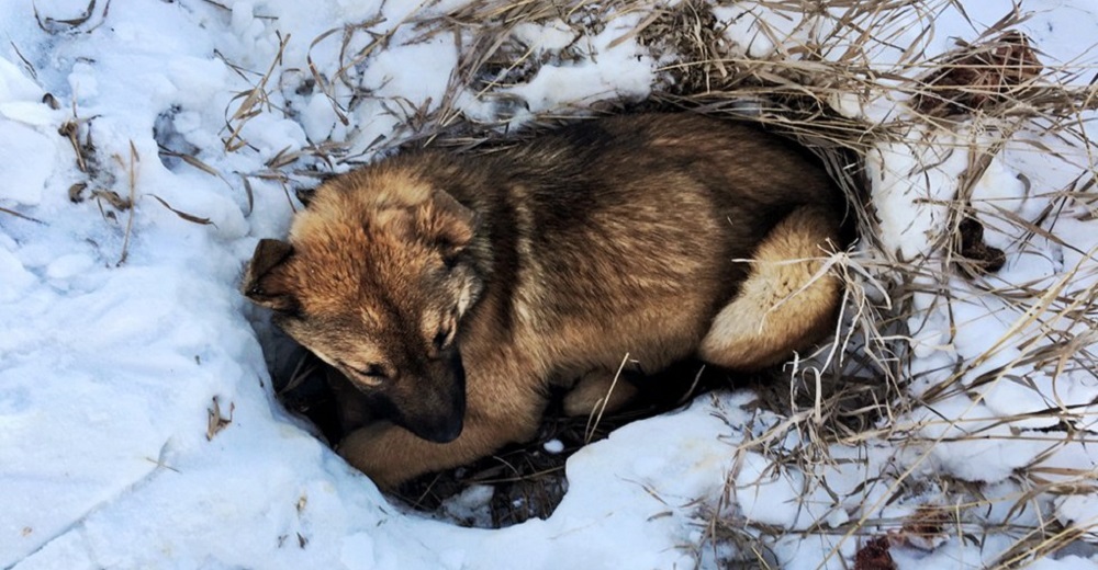 Esta perrita golpeada por un auto estuvo por 12 horas inmóvil en la nieve esperando ayuda