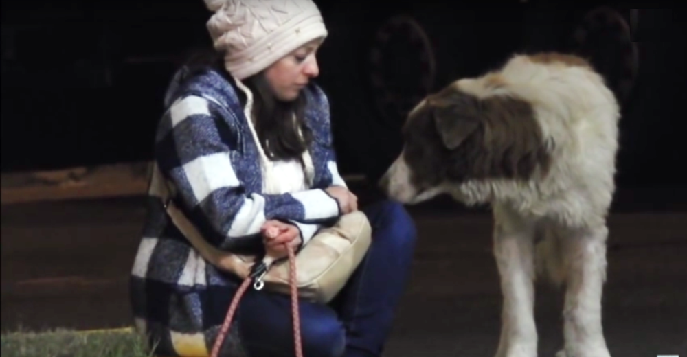 Ella cambió para siempre la vida de Arnie, un perro abandonado en las calles Ella cambió para siempre la vida de Arnie, un perro abandonado en las calles