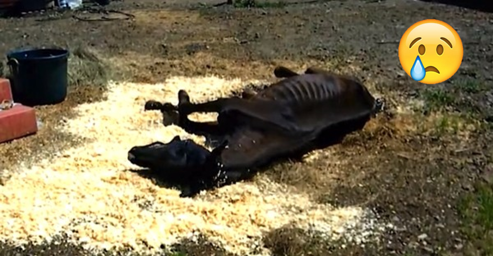 La increíble transformación de Benny, un valiente caballo rescatado a punto de morir La increíble transformación de Benny, un valiente caballo rescatado a punto de morir