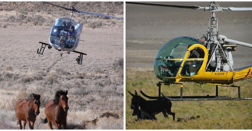 Más de 45 mil caballos y burros salvajes podrían ser sacrificados injustamente en Estados Unidos Más de 45 mil caballos y burros salvajes podrían ser sacrificados injustamente en Estados Unidos