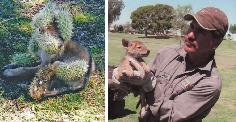 Así fue como este coyote bebé logró sobrevivir a un doloroso encuentro con los cactus