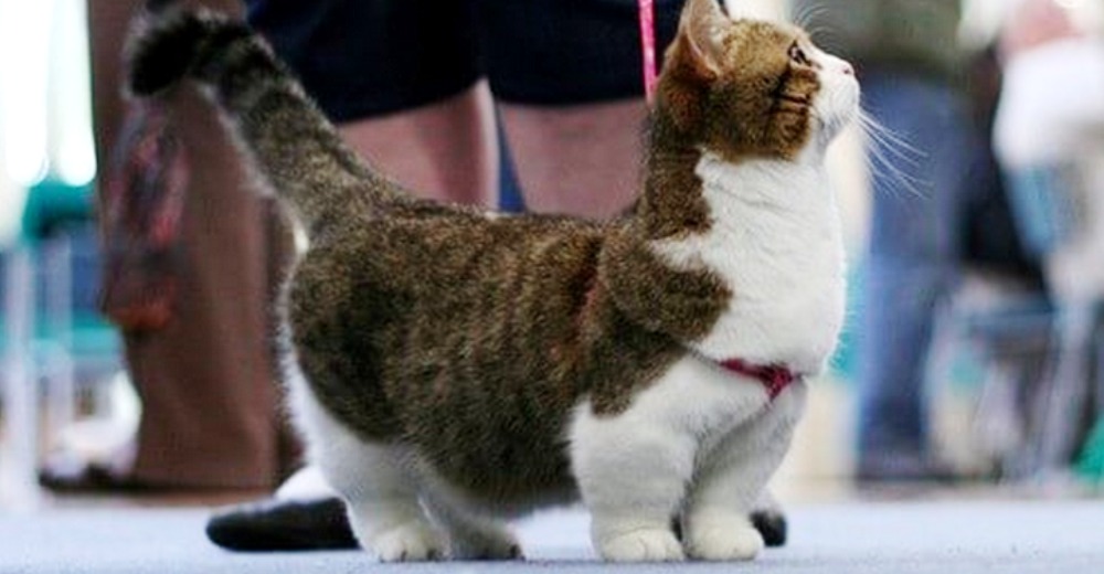 La triste realidad que se esconde detrás de los adorables gatitos con patas cortas La triste realidad que se esconde detrás de los adorables gatitos con patas cortas