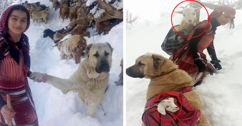 Una niña y su perro se unieron para salvar a una mamá cabra que estaba en problemas