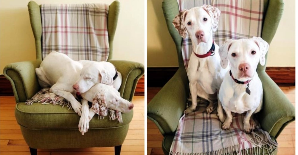 Una mamá se reencuentra con su cachorra después de 7 años de ser separadas injustamente Una mamá se reencuentra con su cachorra después de 7 años de ser separadas injustamente