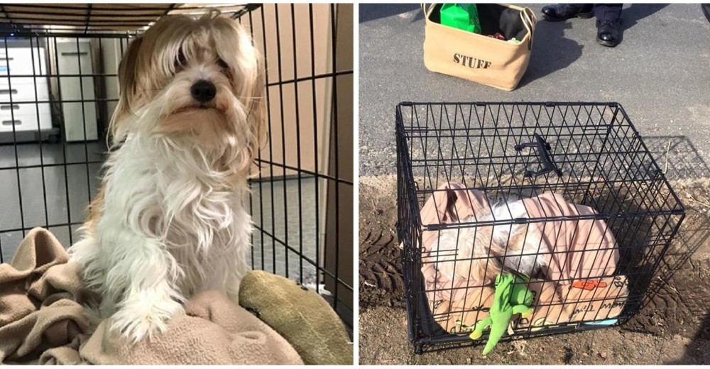 A este pobre perrito lo abandonaron en medio de la carretera con su caja de juguetes A este pobre perrito lo abandonaron en medio de la carretera con su caja de juguetes
