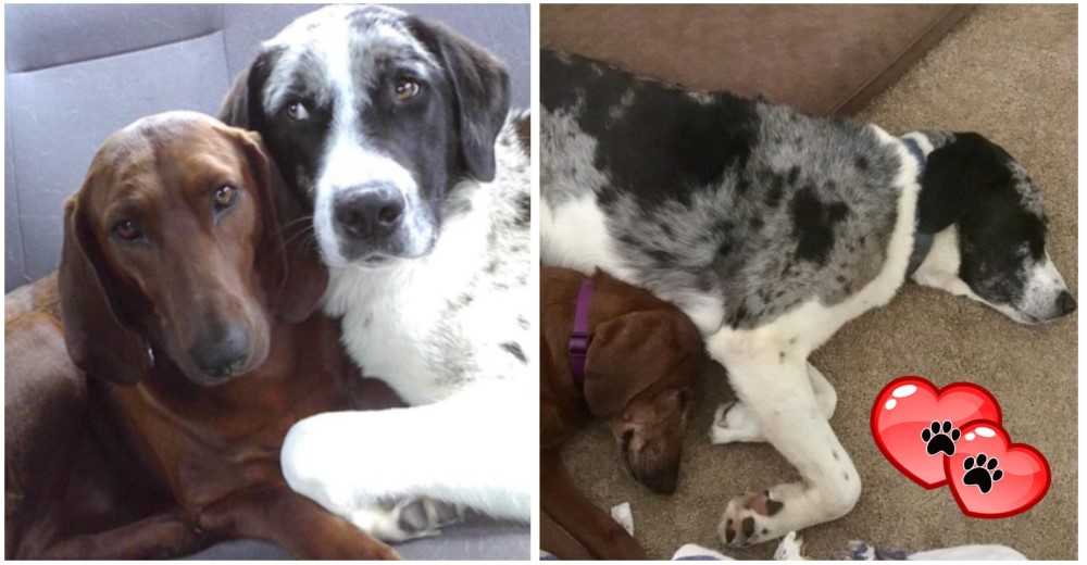 Lucy iba a ser adoptada y se negaba a irse sin su mejor amiga… Sus súplicas fueron escuchadas Lucy iba a ser adoptada y se negaba a irse sin su mejor amiga… Sus súplicas fueron escuchadas