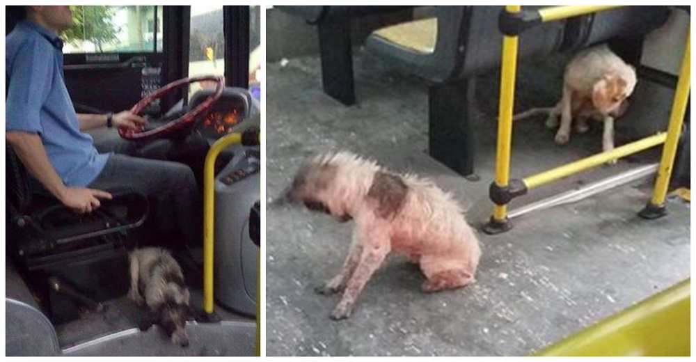 Chofer de un autobús actúa al ver a tres perritos callejeros durante una tormenta Chofer de un autobús actúa al ver a tres perritos callejeros durante una tormenta