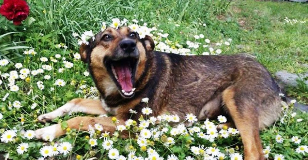 Cuando veas el primer día en casa de estos 17 perritos tú también querrás adoptar uno