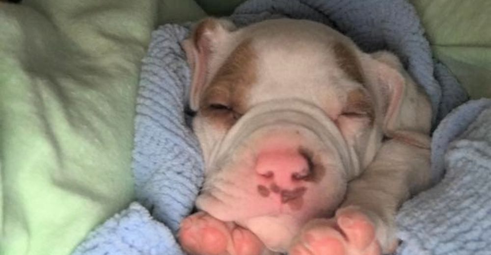 A esta pobre perrita la intentaron vender, la abandonaron a la intemperie y así logró sobrevivir A esta pobre perrita la intentaron vender, la abandonaron a la intemperie y así logró sobrevivir