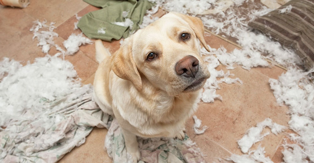 ¿Sabes cómo reconocer si tu perro sufre trastorno de ansiedad por separación?