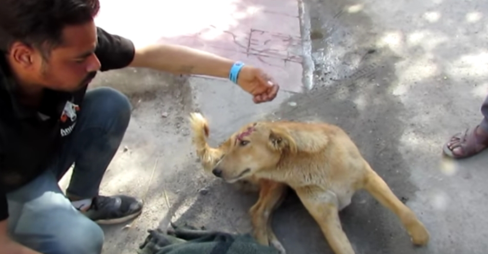 Goldie, un perrito herido que no pudo contener la alegría cuando llegaron los rescatistas