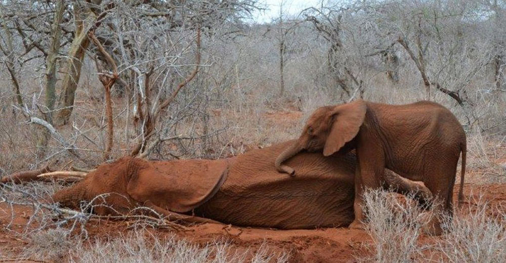 Cazadores furtivos cobraron la vida de su madre y este bebé se resiste a separarse de ella