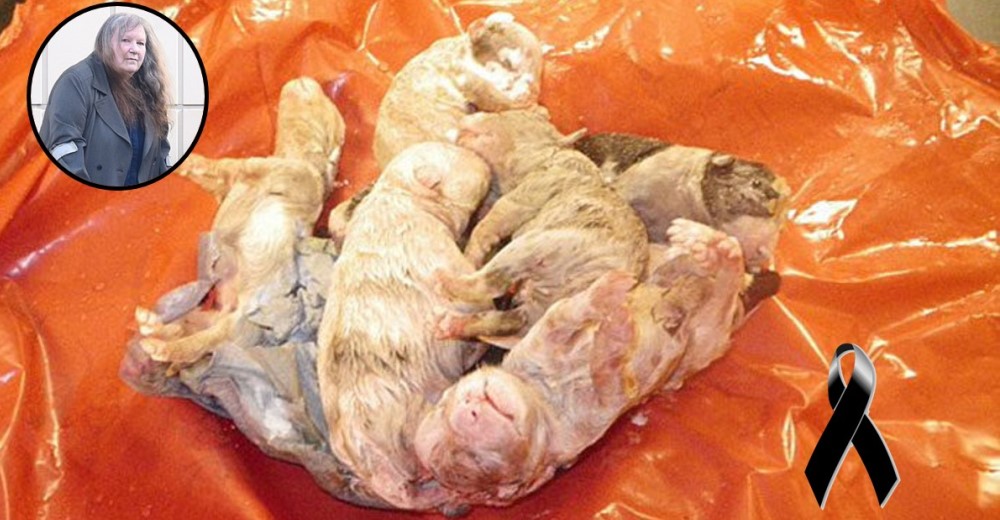 El veterinario se negó a sacrificar a los 9 cachorros de una criadora de perros y ella los mató El veterinario se negó a sacrificar a los 9 cachorros de una criadora de perros y ella los mató