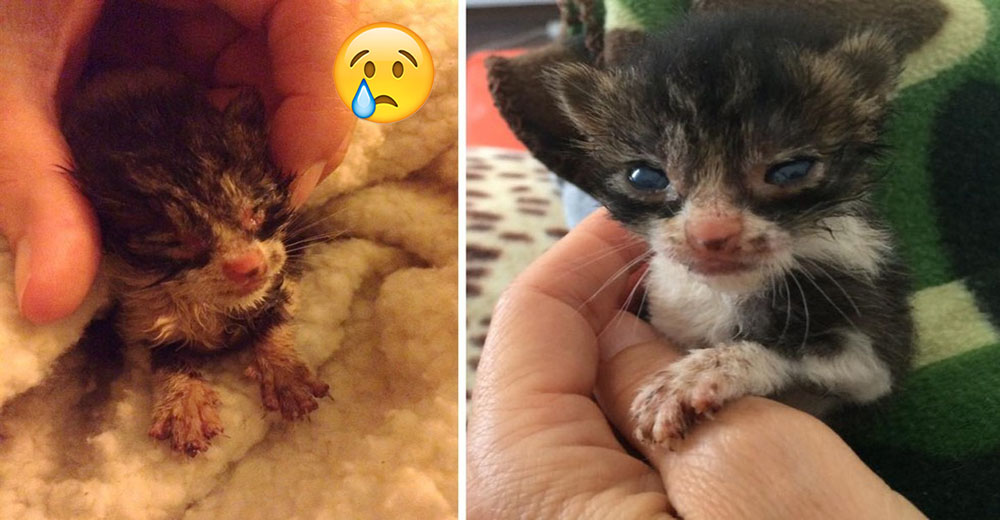 Chili, el gatito miniatura que se salvó gracias a su agudo maullido