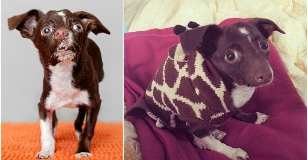 El perro rescatado más diferente solo quiere que la gente vea más allá de sus «defectos» El perro rescatado más diferente solo quiere que la gente vea más allá de sus «defectos»