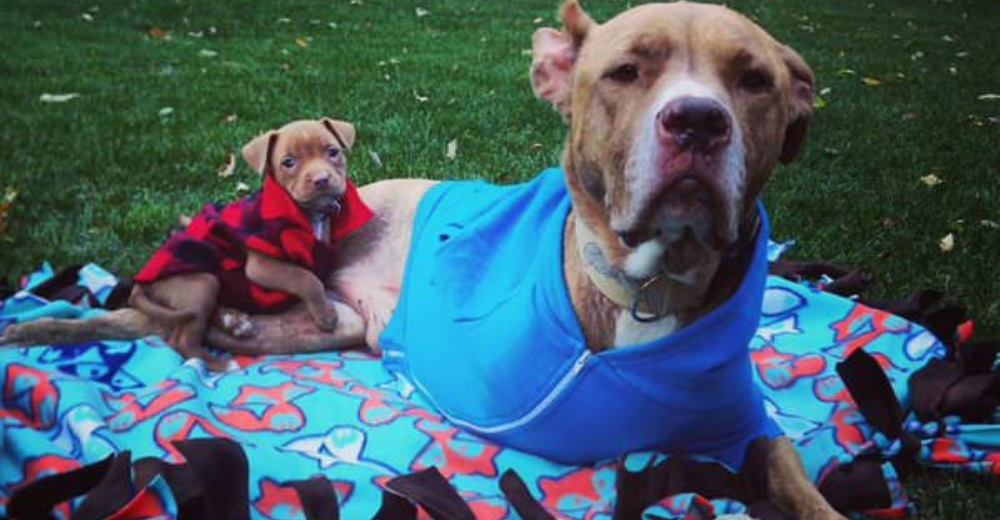 Fifty perdió 2 patas, pero se ganó la amistad de alguien muy especial que alegra sus días Fifty perdió 2 patas, pero se ganó la amistad de alguien muy especial que alegra sus días