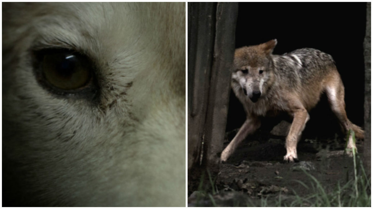 Una fotógrafa quiso mostrarle al mundo el sufrimiento que padecen los animales en cautiverio