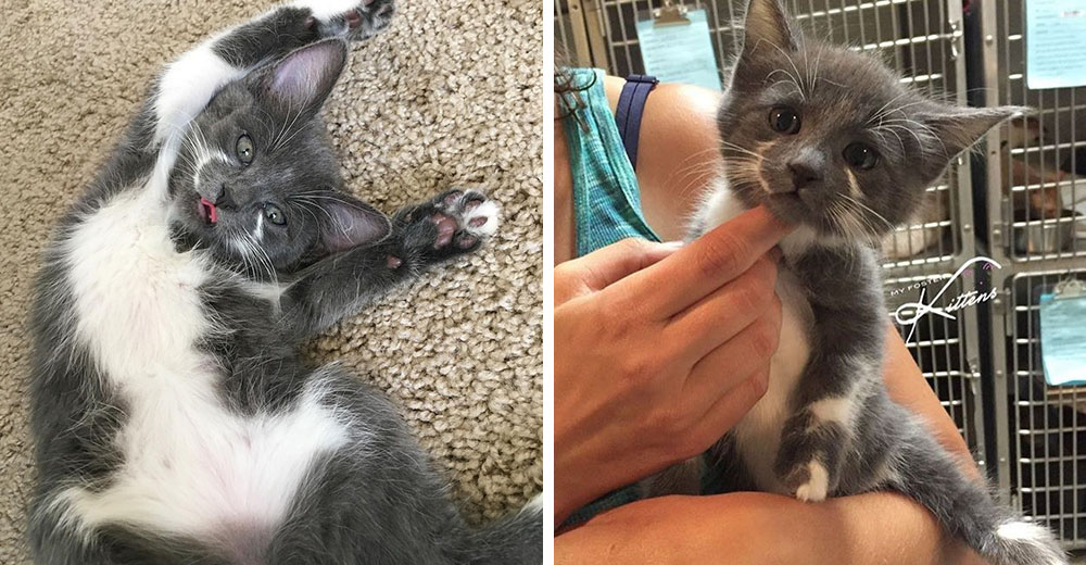 Chey, la gatita del refugio que con su adorable gesto logró ser adoptada en tiempo récord