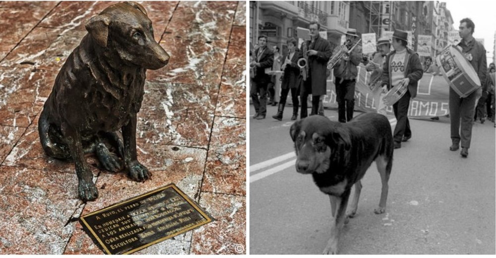 En Oviedo le hicieron un hermoso homenaje a Rufo, un perro que conquistó el corazón de todos En Oviedo le hicieron un hermoso homenaje a Rufo, un perro que conquistó el corazón de todos