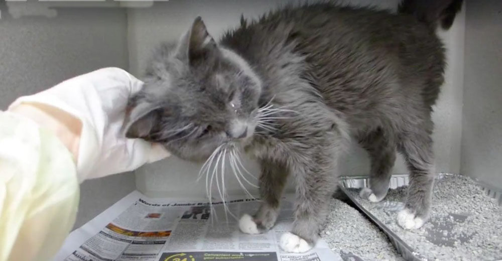 La gata de 23 años que fue entregada al refugio sólo necesitaba un poco de amor para ser feliz