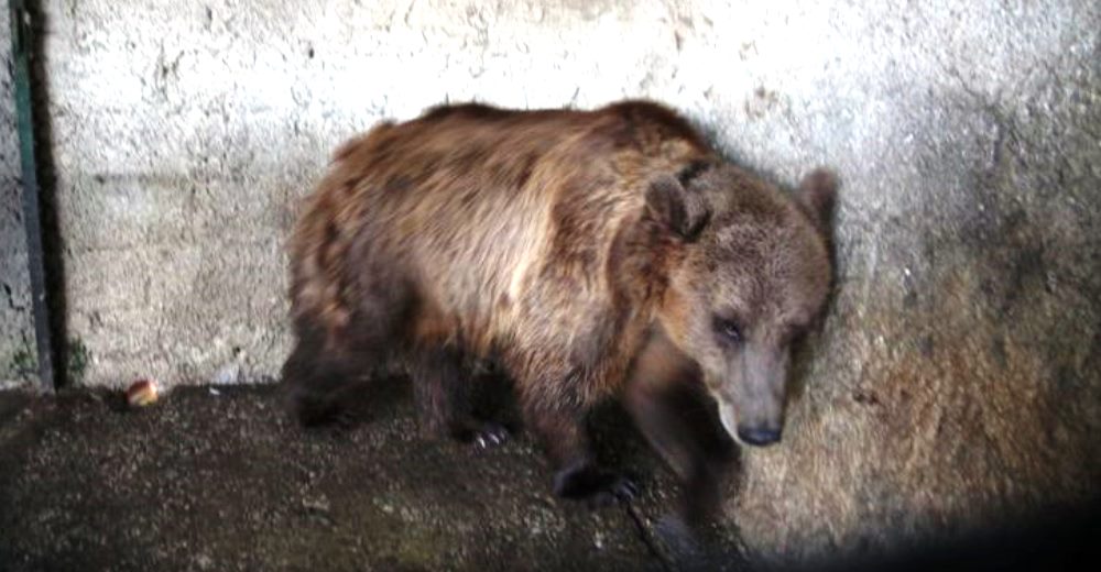 Pashuk, Gjina, Tomi… La pesadilla de decenas de osos en cautiverio que necesitan nuestra ayuda Pashuk, Gjina, Tomi… La pesadilla de decenas de osos en cautiverio que necesitan nuestra ayuda