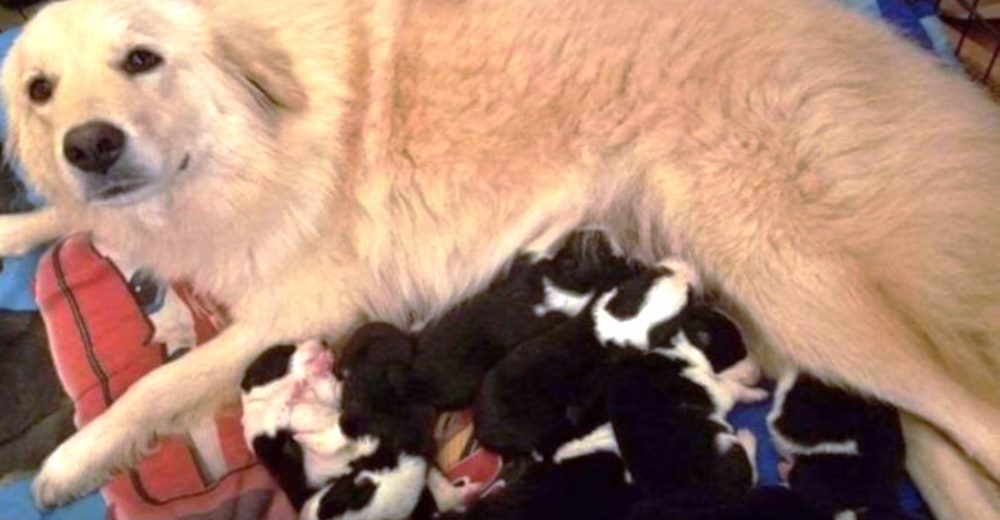Estaba devastada tras perder a sus cachorros, pero en su corazón de madre cabían muchos más