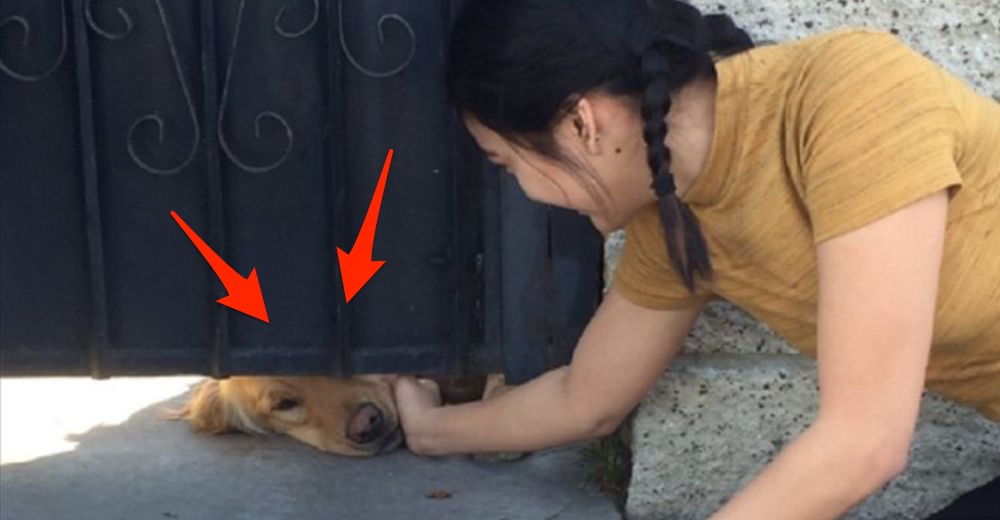 La gente está enamorada del perrito que cada día espera a que una chica salga de la escuela La gente está enamorada del perrito que cada día espera a que una chica salga de la escuela