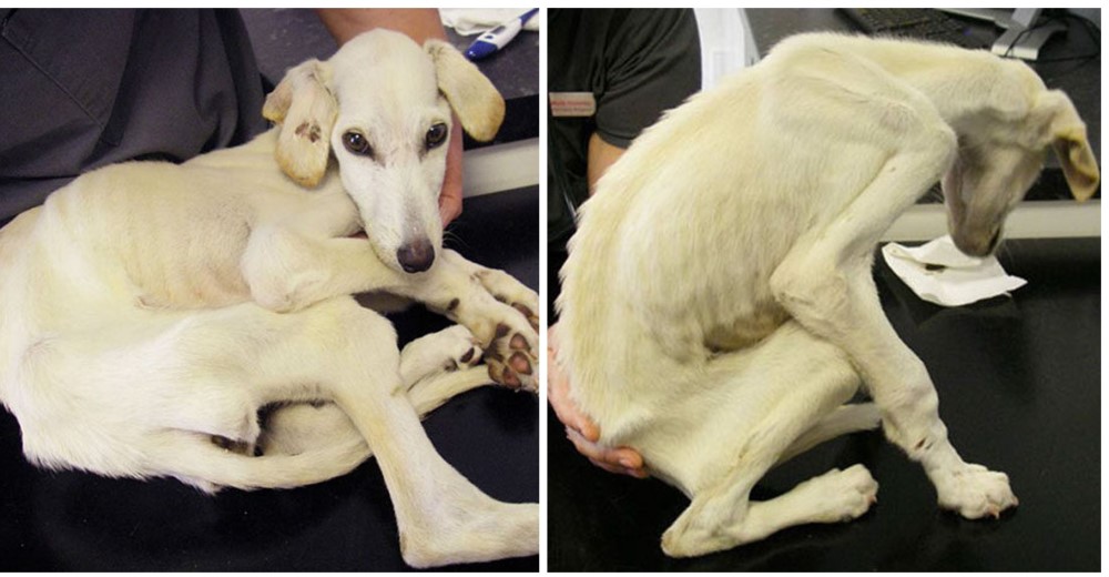 Era el perro más delgado del mundo pero su increíble recuperación ha sacado lágrimas