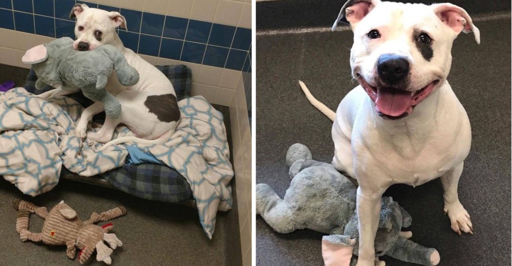 Desde que su familia lo abandonó jamás quiso separarse de un amigo muy especial