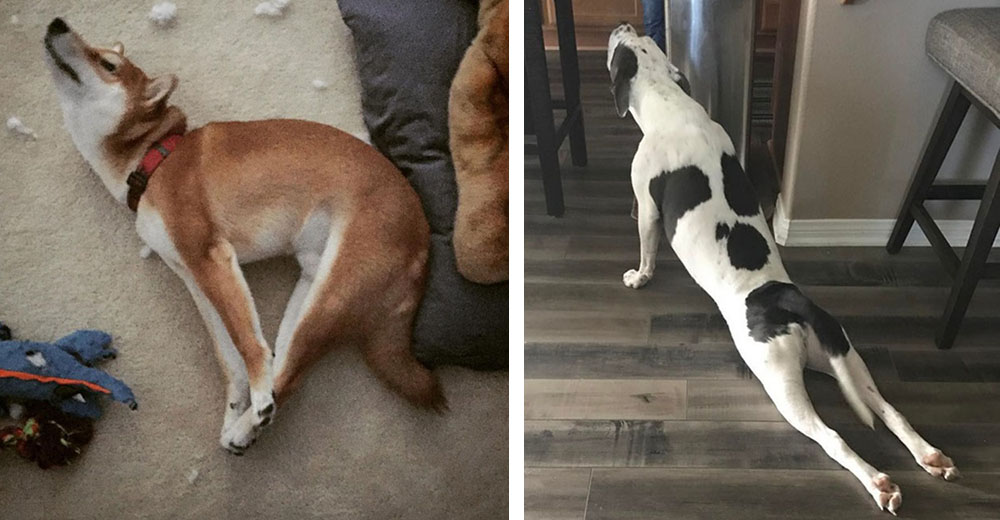 ¿Sabes por qué los perros se estiran y se sacuden cuando se despiertan?